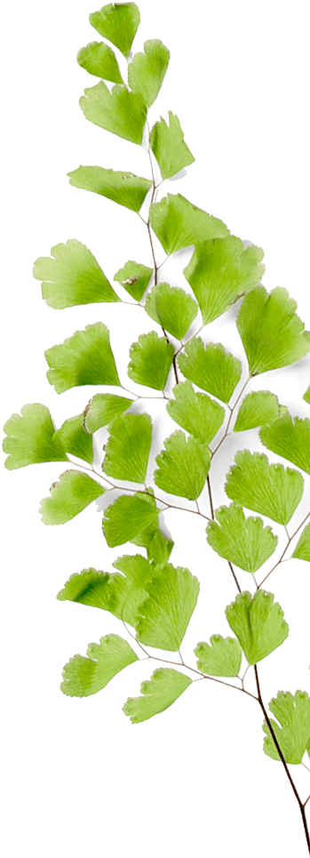 Clear Only Counts If It's Kind - Maidenhair Tree (510x1226)