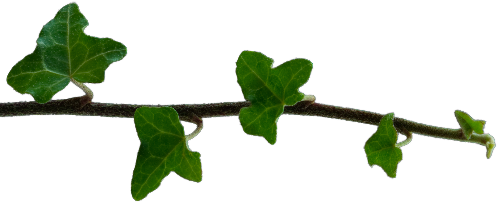 Just The Isolated Branch With A Transparent Background - Oregon White Oak (1610x711)