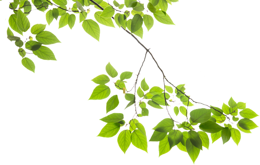 Pflanze - Pflanze (526x334)