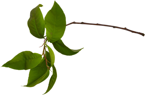 Fanettedesign Elem30 - Ветка На Прозрачном Фоне (500x375)