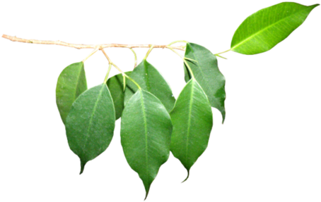 Par Mélina Créations Dans Tubes Feuilles Le 13 Février - Adobe Photoshop (500x324)