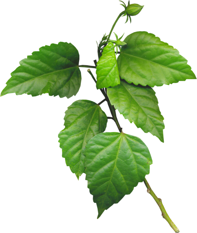 Kits - Canoe Birch (676x800)