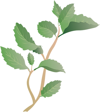 Vela Virgin Mojito - Mojito (381x428)