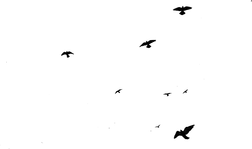 Flying - Birds Flying Gif Png (900x546)