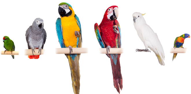 Green Cheek Multiple Birds - Many Kinds Of Birds (725x325)