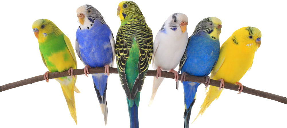 Birds & Exotics Pets - Diversity And Super-diversity: Sociocultural Linguistic (1000x454)