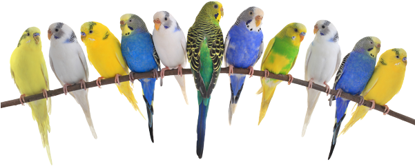 Birds Also Require Veterinary Care - Diversity And Super-diversity: Sociocultural Linguistic (600x395)