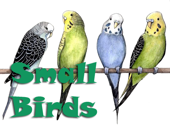 Home Button - Cute Parakeet Bird Drawings (570x440)