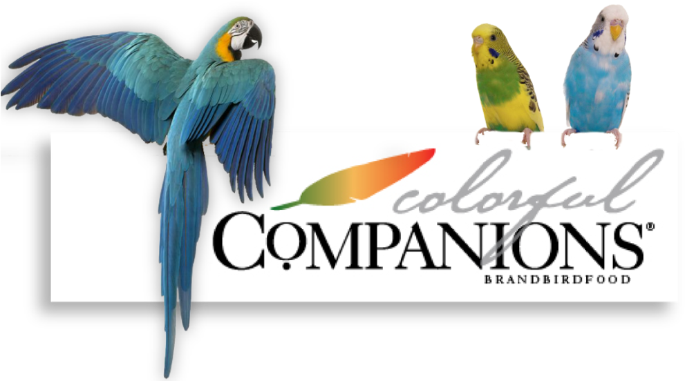 Colorful Companions Header-01 - Barbara Ann Karmanos Cancer Institute (1000x559)