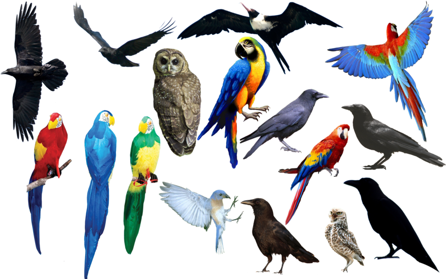 Bird Bird Bird Png Format By Chimonk - All Birds Image Png (900x569)