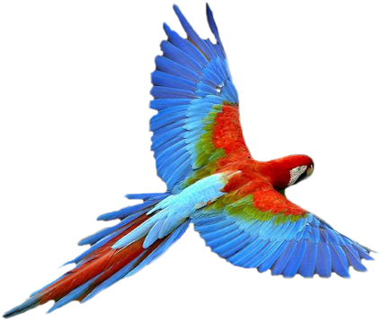 Macaw-flying - Flying Parrot Png (467x400)