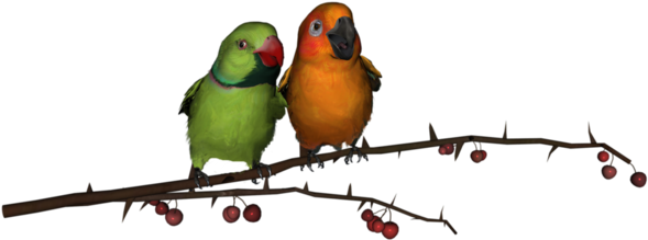 Tubes Oiseaux,birds,png - Love Bird Png Hd (600x424)