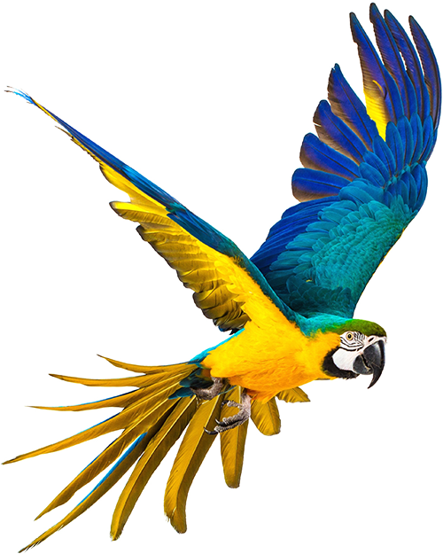 Bird Aviary Showtimeattractions 2017 03 27t12 - Standards Of Parrot Care: Metro Denver Parrot Rescue (500x625)