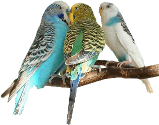 Png Kuş Resimleri, Png Képek A Madarak, Png Pictures - صور طير عاشق ومعشوق (320x377)