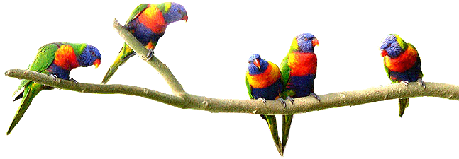 A Continual Splash Of Animated And Boistrous Colour - Lorikeet (654x236)