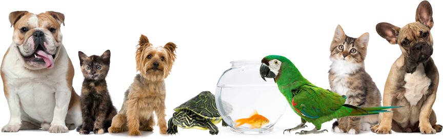 Free Shipping Over $49 On The World's Best Pet Products - Free Images Of Pets (864x271)