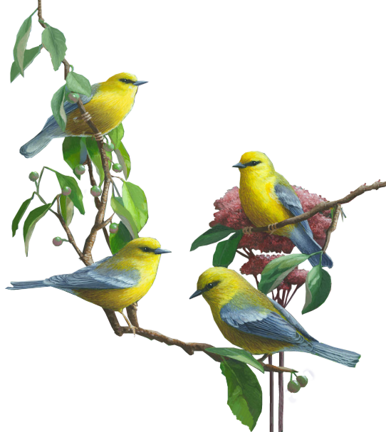 Tubes Oiseaux,birds,png - Hareketli Kuşlar Png (542x607)