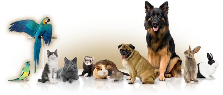 Pet Pictures - Dogs Cats And Birds Png (752x329)