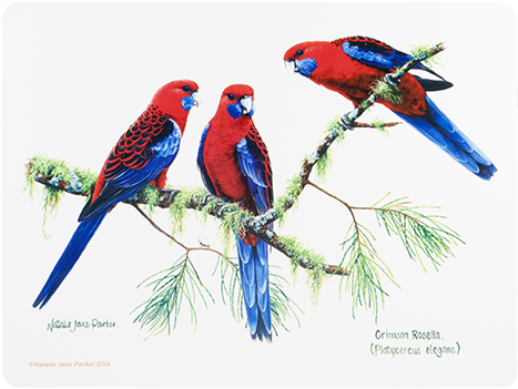Ashdene Placemats Birds Of Australia - Placemats Cork Backed Set Of 6 Birds (500x500)