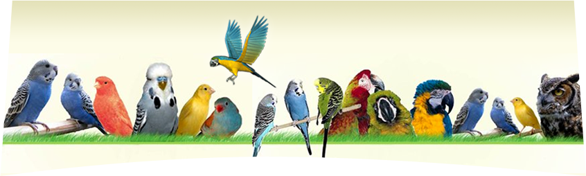 U S Fish Wildlife Service Migratory Bird Program Conserving - Cool Backgrounds For Desktop (846x254)