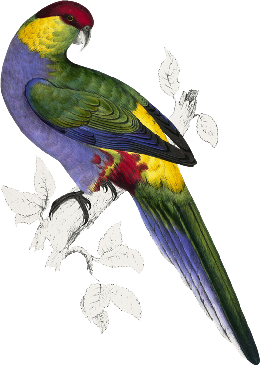 Illustrations Of The Family Of Psittacidae, Or Parrots - Psittacidae 1832 Red-capped Parakeet 1 Poster Print (584x800)