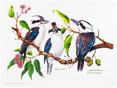 Ashdene Placemat Birds Of Australia Kookaburra - Ashdene Birds Of Australia Kookaburra Mug (480x480)