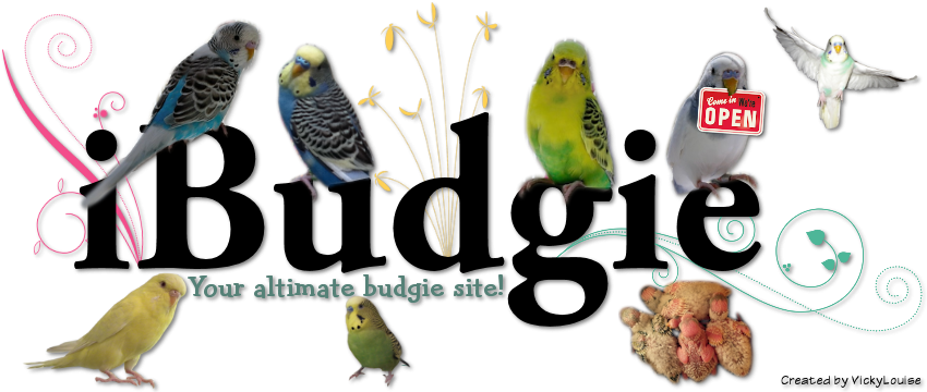 Bird - Word Budgie (920x360)