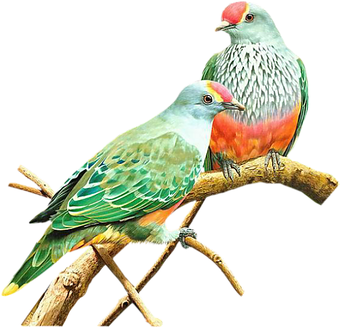 Papağanlar Png - Google'da Ara - Voices Of The Headland Robinson Jeffers (526x509)