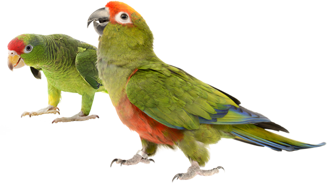 Healthy Natural Requirements Baby Birds - Parakeet (667x374)