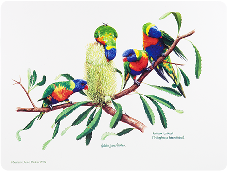 Ashdene Placemats Birds Of Australia - Ashdene Birds Of Australia Rainbow Lorikeet Mug (500x500)