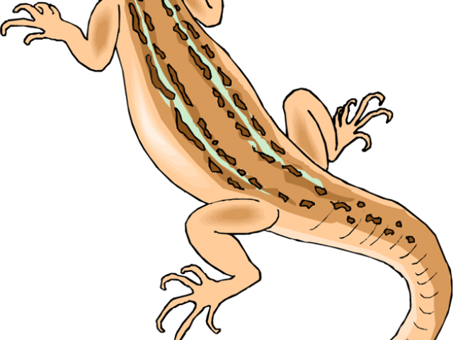 Gecko Clipart House Lizard - Desert Lizard Clipart (640x480)