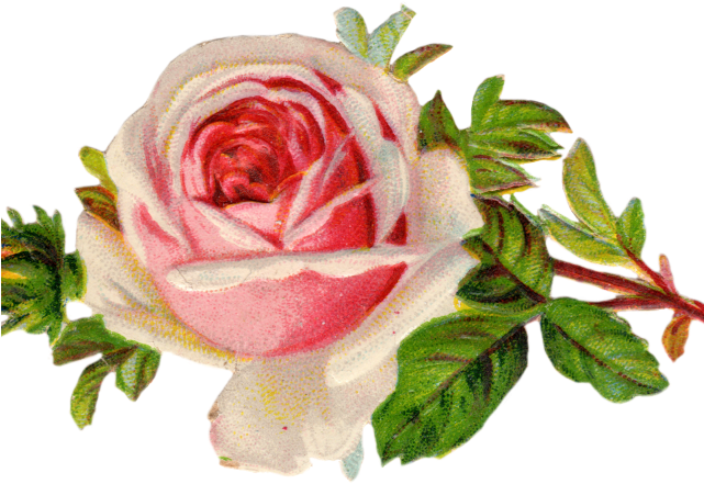 Vintage Flower Clipart Clip Art - Vintage Rose Clipart Png (640x480)