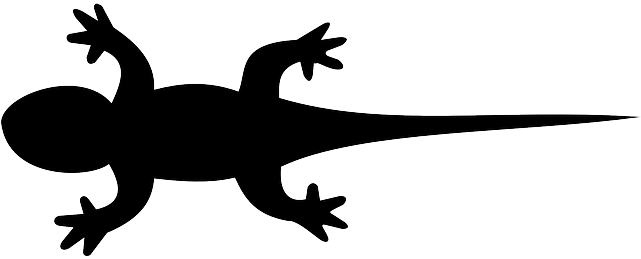 Reptile Lizard, Iguana, Gecko, Animal, Nature, Reptile - Lizard Clipart Black (640x320)