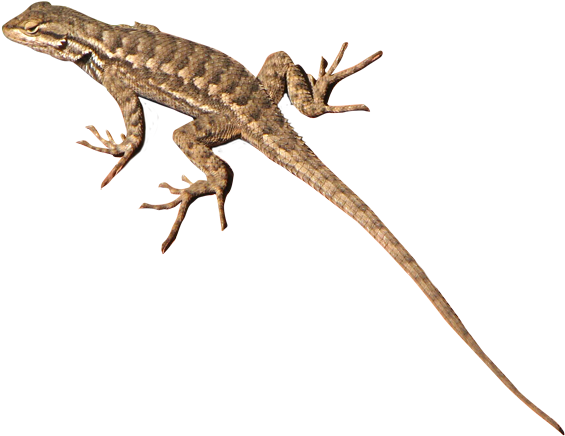 Monitor Lizard Clipart Transparent Background - Lizard Jpg Transparent (650x519)