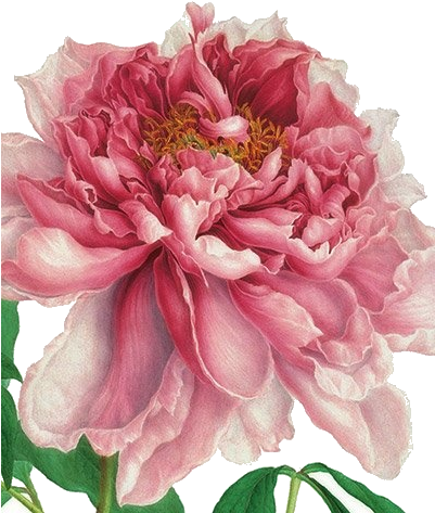 Natural History Museum Greeting Card More - Historical Art Of Flowers Watercolor (401x503)
