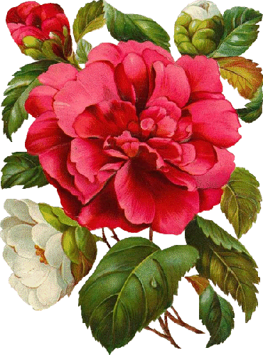 Drawing Of Red Peony - Victorian Flowers (370x500)