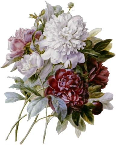 Pierre Joseph Redoute - Floral Art Pierre Joseph Redouté (500x608)