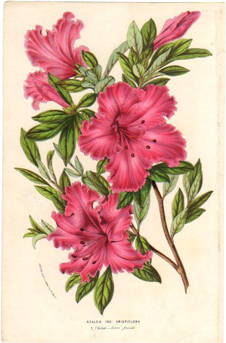 1854 Azalea Botanical Print By Van Houtte - Warm Winter Garden Slim Iphone 6 Case (672x672)