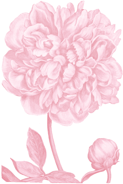 Peony - Garden Of Flowers: All 104 Engravings (427x629)