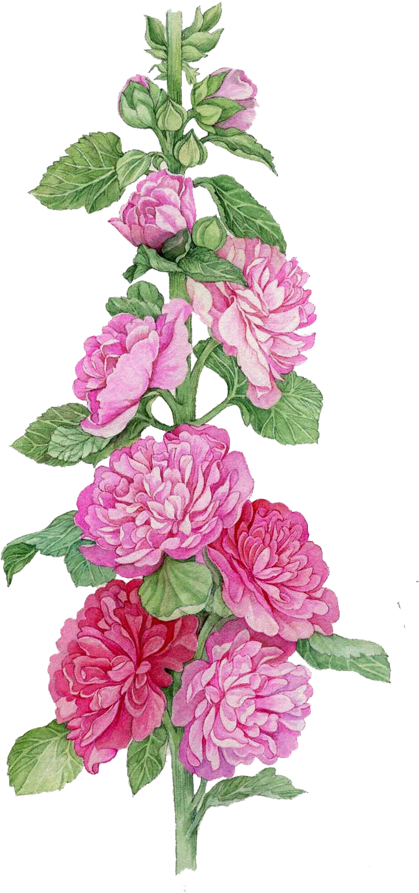 Flower Watercolor Painting Botanical Illustration Mallow - Canvas Wall Art Abstract Brid Reproduction Canvas Prints, (1546x3189)