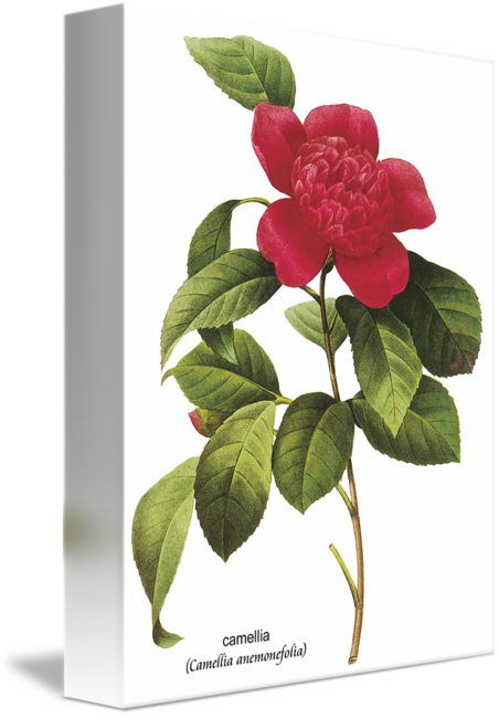 Vintage Paris Rose Ii - Oil A Poster Print By Taylor (452x650)