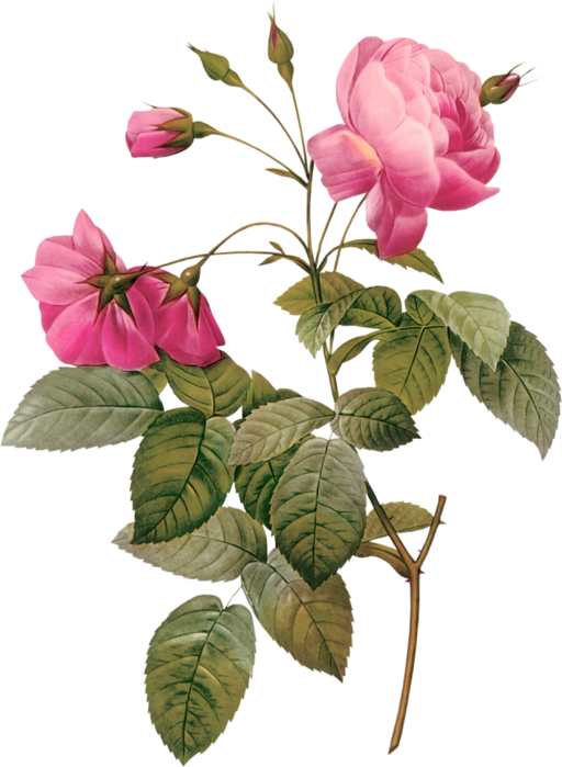 Botanical Illustration - Antique Print 1959 Roses Flowers Rosa Reclinata Flore (512x699)