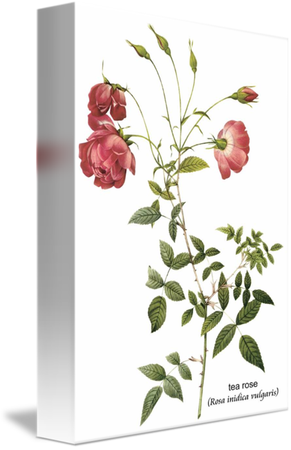Herbarium File Of Rose (421x650)