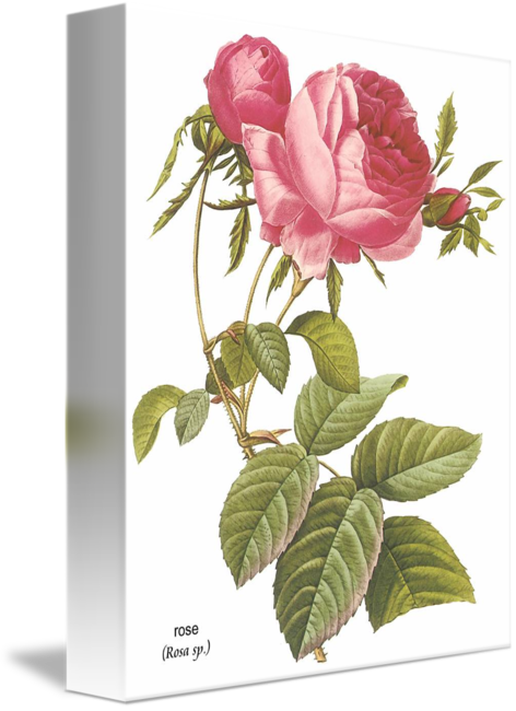 Botanical Art By Artloversonline - Pierre-joseph Redoute Botanical Shower Curtain (472x650)