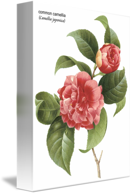 Camellia Flower Png (440x650)