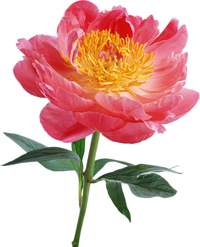 Explore Peony Drawing, Tattoo Flowers, And More - Flowers (406x500)