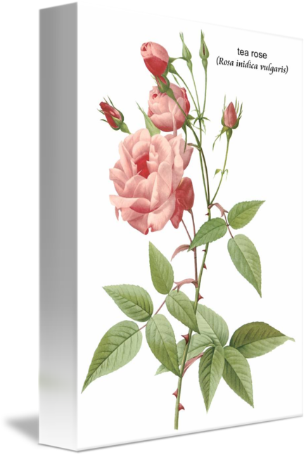Rosa Indica Vulgaris Poster Print By Pierre Redoute (435x650)