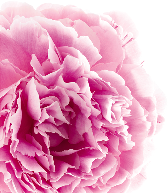 Pivoine Botanique Gauche - Ring (720x933)