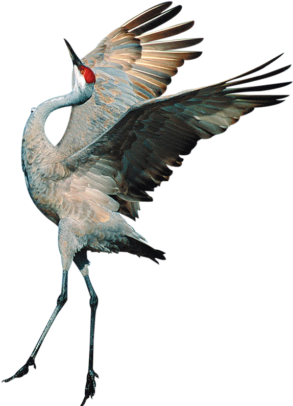 Sandhill Crane Clipart Transparent - Transparent Background Birds (599x800)