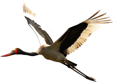 Sandhill Crane Clipart Transparent - White Stork (450x330)
